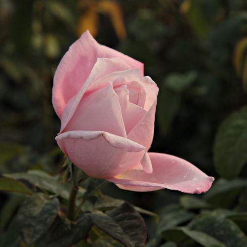 Rosa  Kós Károly emléke - růžová - Stromkové růže s květmi čajohybridů - stromková růže s rovnými stonky v koruně